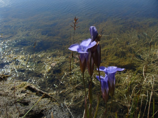 There is nothing "lesser" about lesser fringed gentian, here growing on a marly bank. 