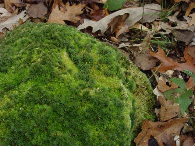 This glacial stone has been still for some time. 