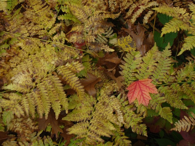 A leaf of red maple rests on bracken fern.