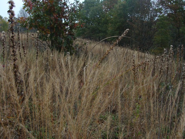 Three-awns give texture to the autumn sand prairie.