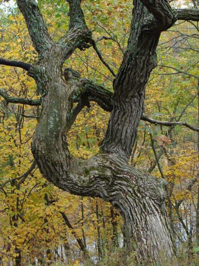 Bent bur oak growing atop a great pile of glacial gravel and stone. 