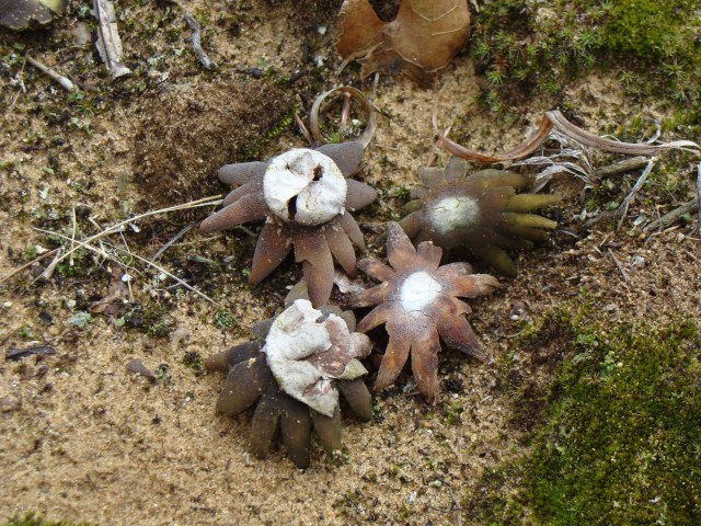 Earth stars litter a sand barren. 