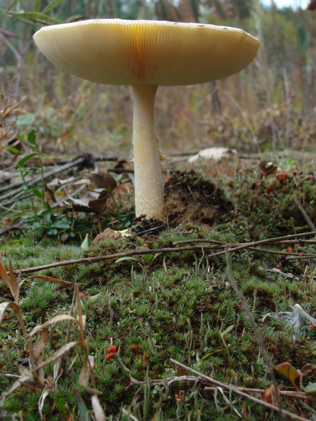Toadstool in the sand barrens. 