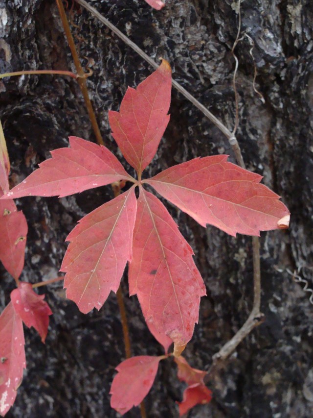 A common beauty, Virginia creeper