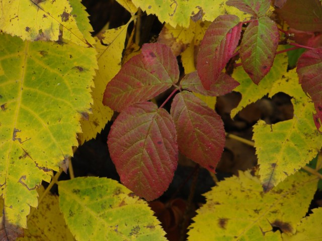 Allegheny blackberry