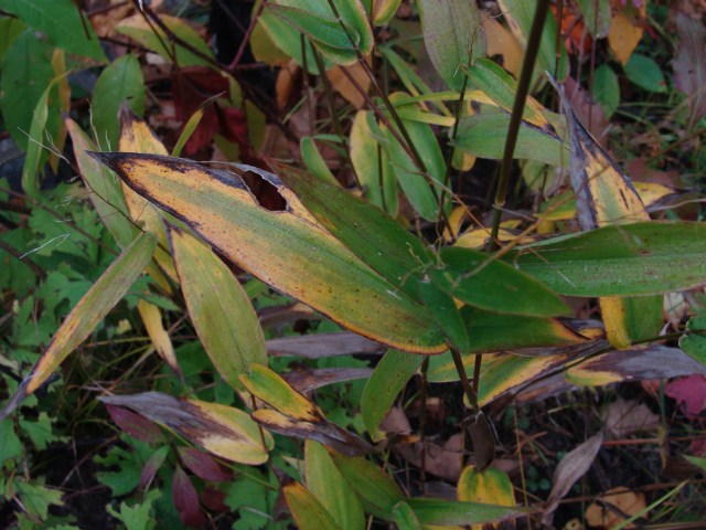 Broad-leaved panic grass.