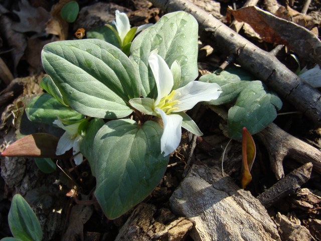 Snow trillium in full bloom at a newly discovered site in SE WI. 