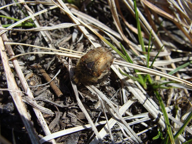These bumble flower beetles (Euphoria inda) were buzzing around in the thousands, but not one bumped into me. 