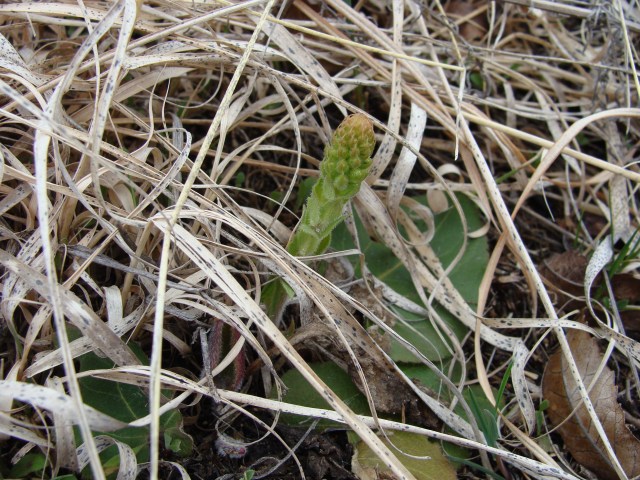 Kittentails growing in dry prairie