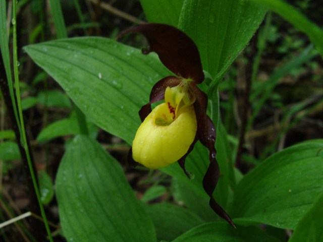 The little yellow lady's slipper (Cypripedium parviflorum var. makasin)