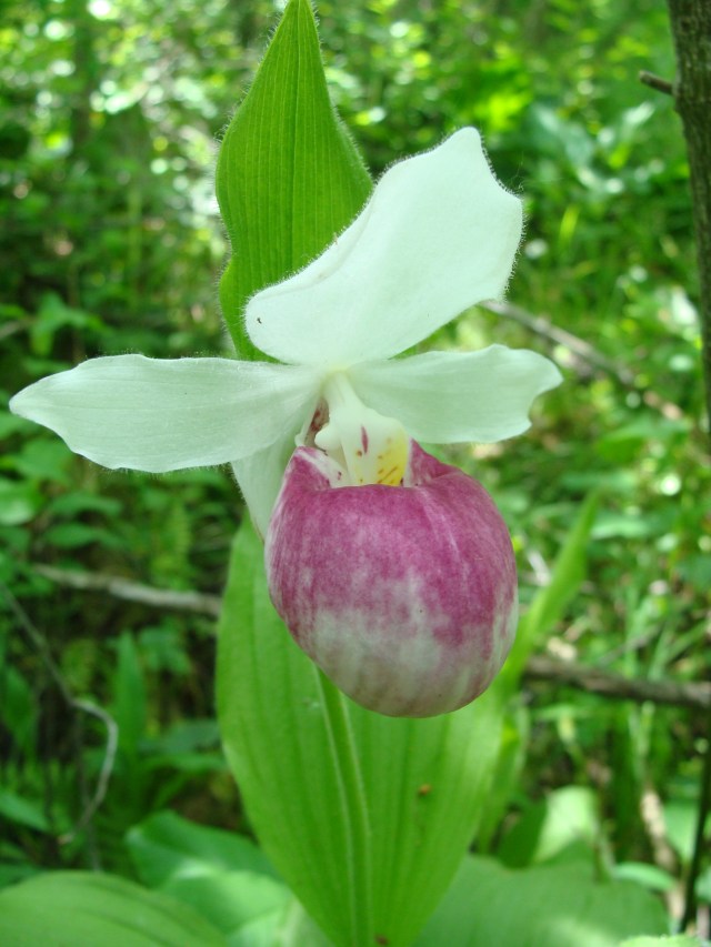 The showy lady's slipper (Cypripedium reginae). This orchid is becoming increasingly rare, because it requires ample light, and the boggy areas it prefers, often with some intrusion of calcareous groundwater, are increasing choked with glossy buckthorn. 