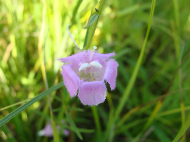 Small-flowered false foxglove blooming in low prairie.