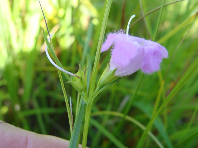 The short pedicels (floral stems) of small-flowered false foxglove help distinguish it from other species.
