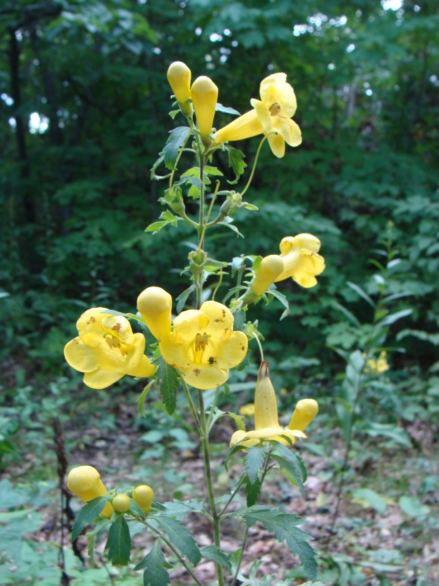 Large-yellow false-foxglove