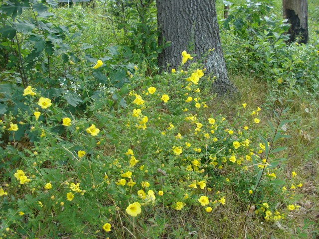 Annual yellow false-foxglove growing beneath black oak