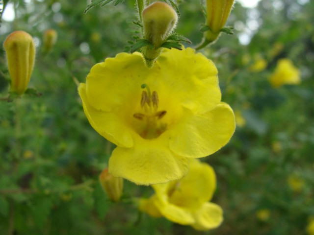 Annual yellow false-foxglove up close