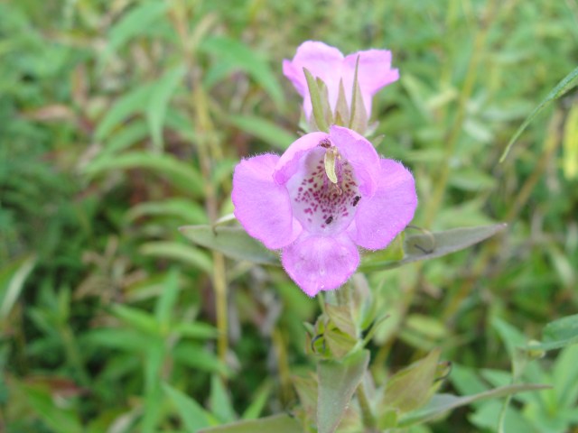 Eared false-foxglove has broader leaves than small-flowered and purple false-foxglove