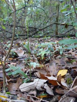 Typical plant in habitat