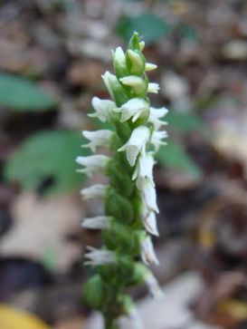 Inflorescence of October lady's tresses