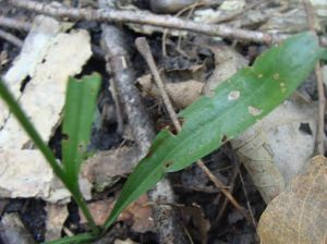 Basal and stem leaves 