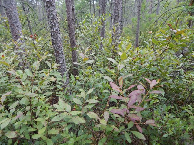 Huckleberry (Gaylussacia baccata) and tamarack (Larix laricina) dominate much of the bog interior.