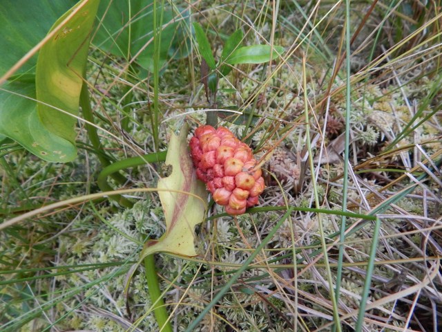 The fruits of water arum (Calla palustris), which occurred throughout the bog.  