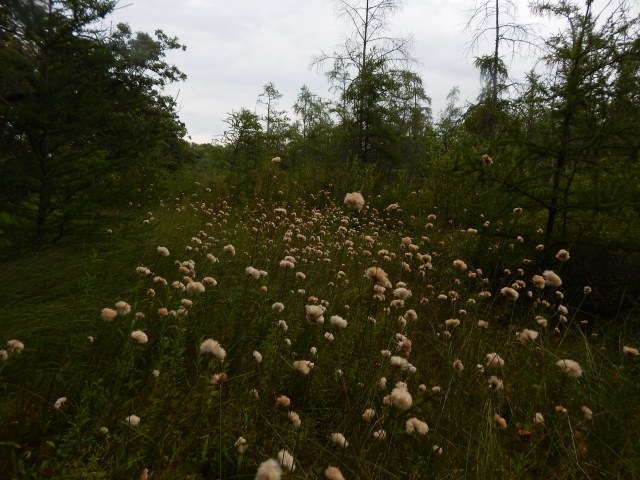 Tawny cotton grass (Eriophorum virginicum) is not a grass. It's a sedge that is extremely abundant at Beulah Bog and typical of bogs in SE Wisconsin. 