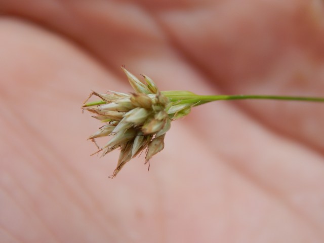 Beak-rush (here, Rhyncospora alba) is not a rush at all. It's a sedge sedge that occurs in open areas of bogs and fens. 