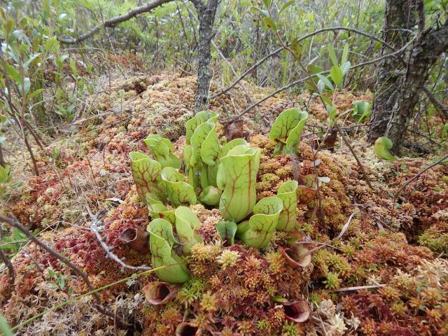 A purple pitcher plant in sphagnum moss- Pitcher plants digest insects in their liquid-filled, modified leaves, which are lined with downward pointing hairs.