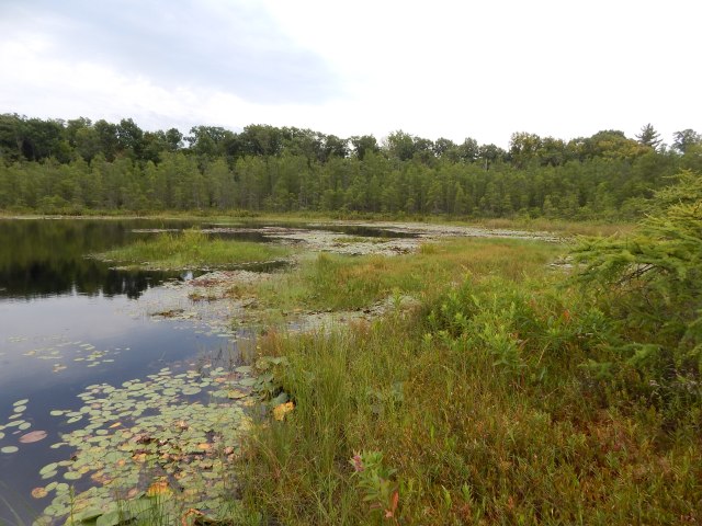 There is still a small area of open water in one of the depressions, surrounded on all sides by floating-mat forming sedges and other vegetation. Left undisturbed, this will eventually be sealed over.