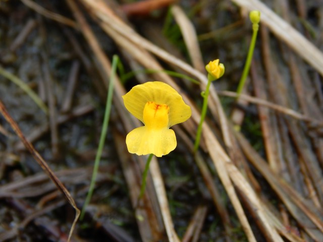 Bladderwort (here, Utricularia gibba) trap invertebrates in small bladders.