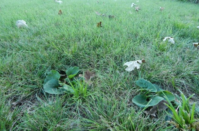 buffalograss and kittentails