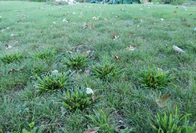 danthonia lawn