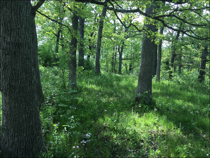 oak woodland