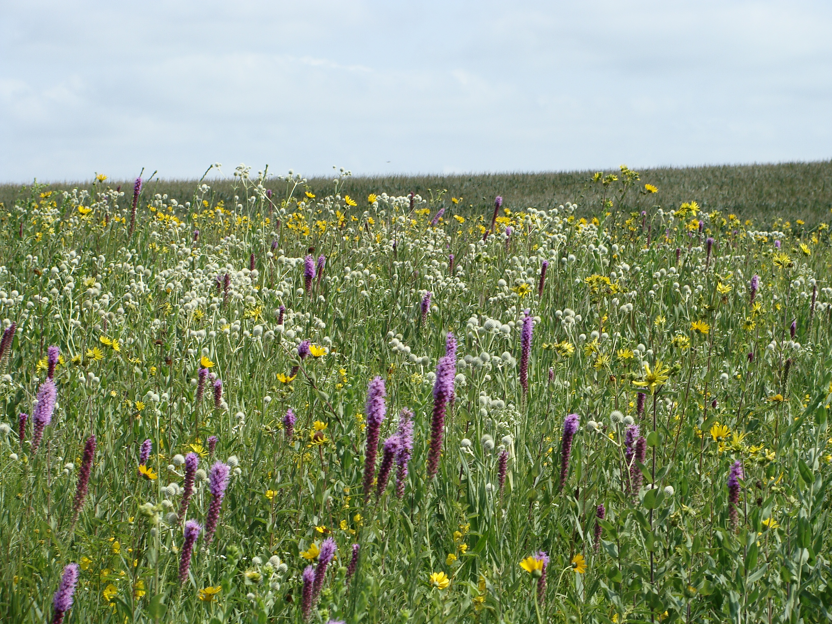 Springfield Prairie The Day some Acres of Good Prairie were Saved. | Prairie Botanist